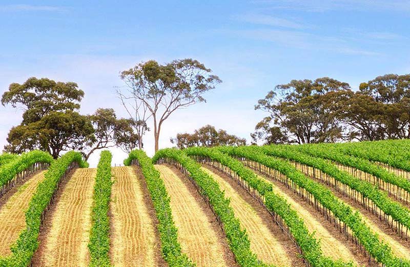 Ethel’s Cottage Clare Valley Holiday Accommodation