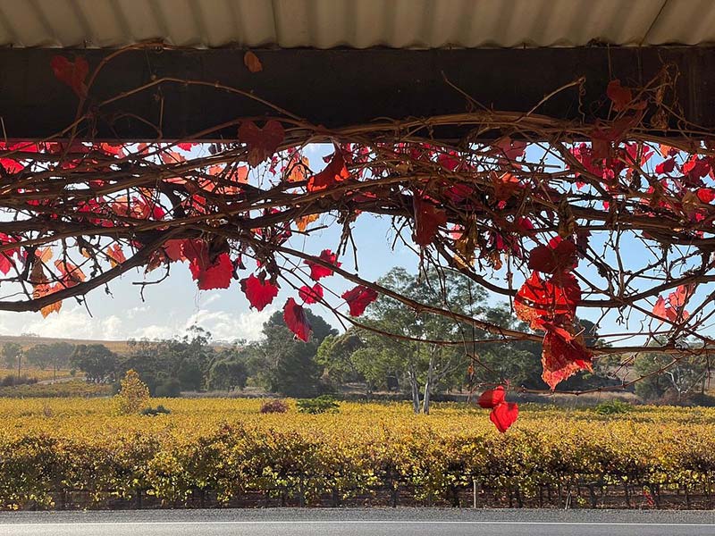 Ethel’s Cottage Clare Valley Holiday Accommodation