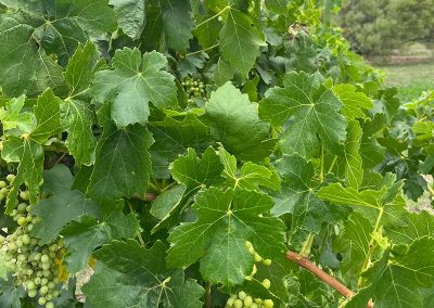 Ethel's Cottage Bed and Breakfast Clare Valley